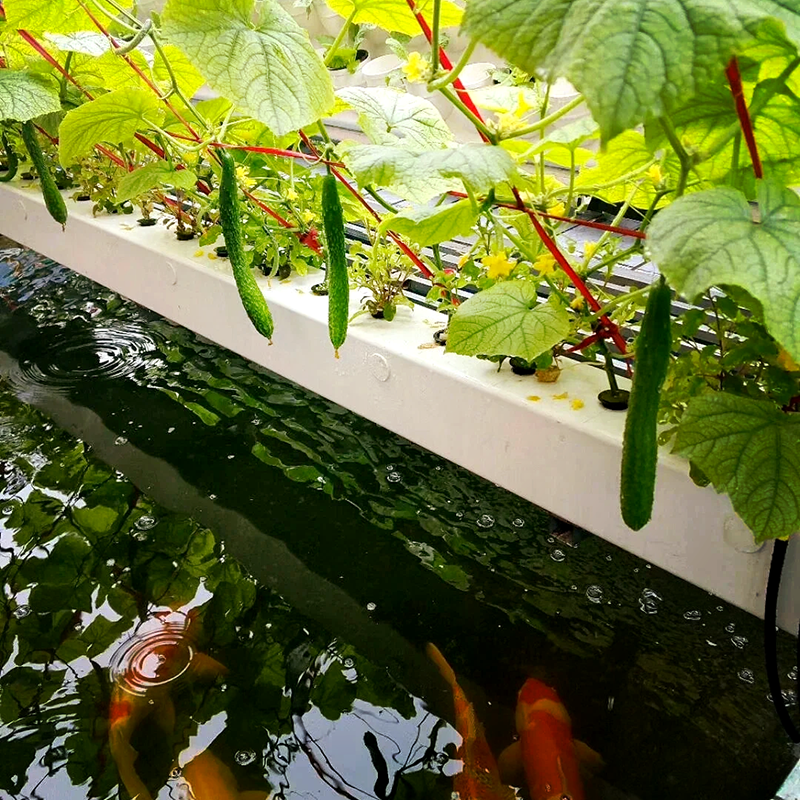 儋州市水培蔬菜鱼菜共生 - 方案